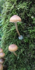 Kuehneromyces