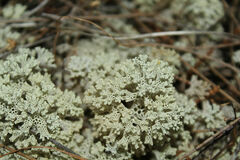 Pulchrocladia ferdinandii