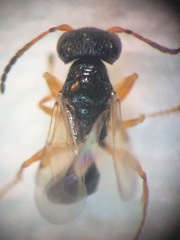 Anteon caledonianum