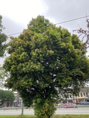 Syzygium myrtifolium