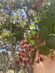 Angophora hispida
