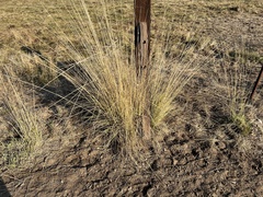 Muhlenbergia rigens