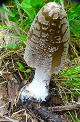 Coprinopsis picacea