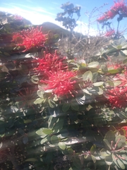 Embothrium coccineum