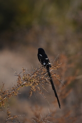 Lanius melanoleucus
