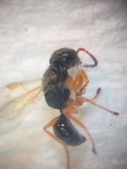 Anteon caledonianum
