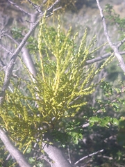 Misodendrum punctulatum