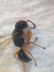 Anteon caledonianum