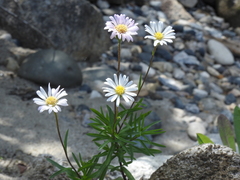 Erigeron hyssopifolius