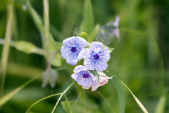 Cynoglossum creticum