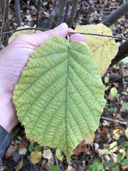 Corylus colurna