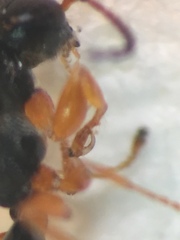 Anteon caledonianum