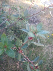 Embothrium coccineum