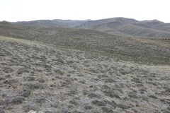Nanophyton grubovii