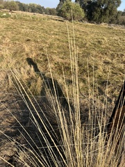 Muhlenbergia rigens