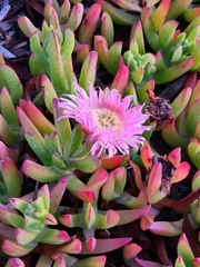 Carpobrotus chilensis