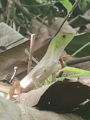 Enyalius