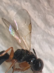 Anteon caledonianum