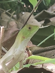 Enyalius