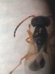 Anteon caledonianum