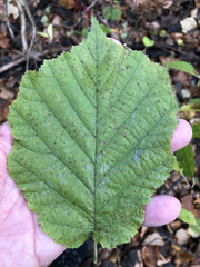 Corylus colurna