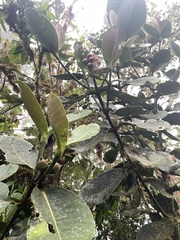 Clusiaceae