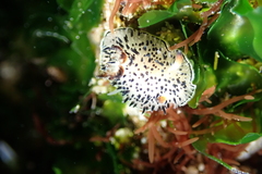 Acanthodoris rhodoceras