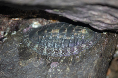 Chiton stokesii