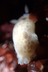 Diaulula sandiegensis