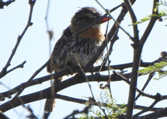 Nystalus maculatus