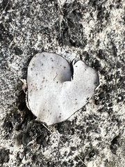 Dermatocarpon miniatum