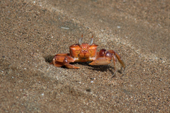 Ocypode gaudichaudii