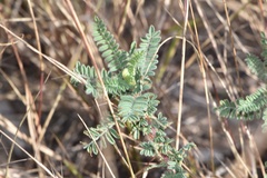 Dalea phleoides