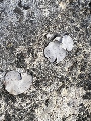 Dermatocarpon miniatum