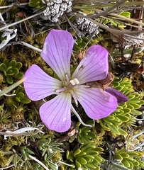 Gentianella cerastioides