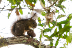 Sciurus aestuans