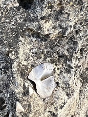 Dermatocarpon miniatum