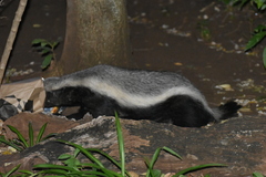 Mellivora capensis