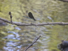 Calopteryx maculata