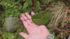 Alnus incana rugosa