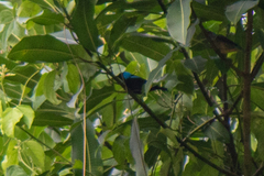Dacnis venusta