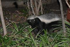 Mellivora capensis