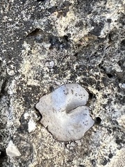 Dermatocarpon miniatum