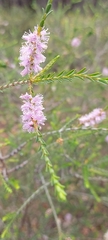 Melaleuca decussata