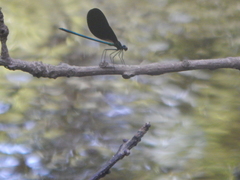 Calopteryx maculata