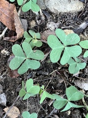 Oxalis drummondii