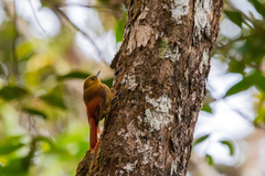 Sittasomus griseicapillus