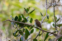 Lathrotriccus euleri