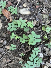 Oxalis drummondii