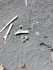 Charadrius bicinctus bicinctus